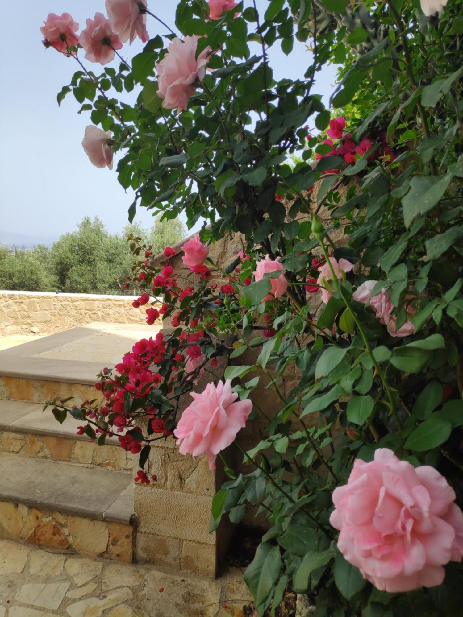 Xenia'S Countryside Guesthouse Agia Marina Eksteriør bilde